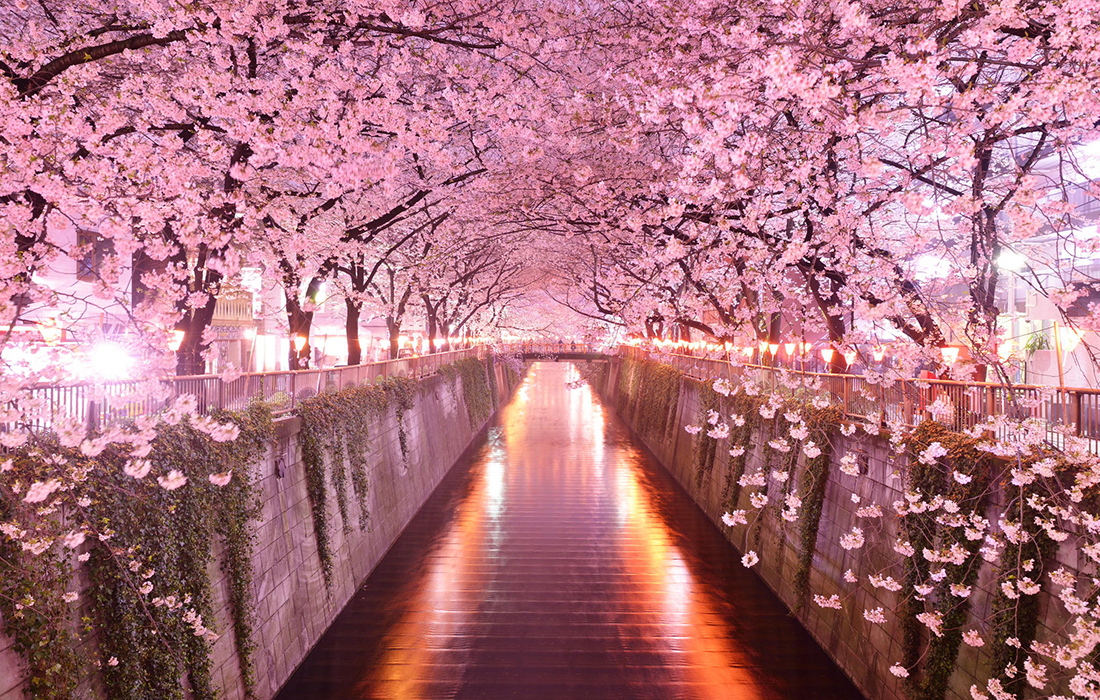 Sakura reine des fleurs du printemps