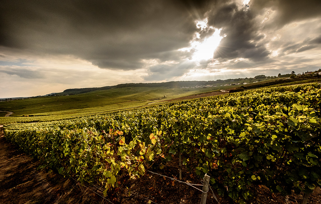 Laurent-Perrier, innovateur en champagne