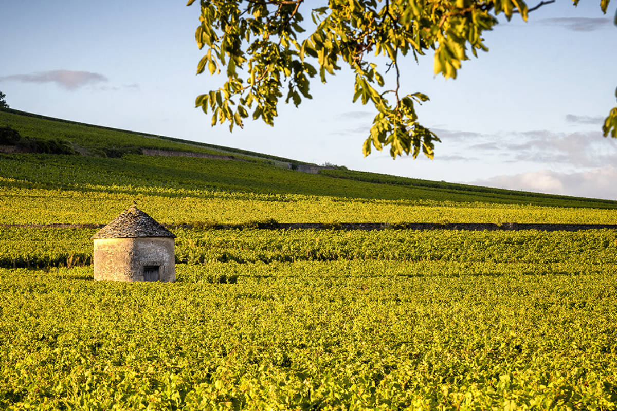 De la Bourgogne à la Provence : Saveurs, Senteurs et Œnologie
