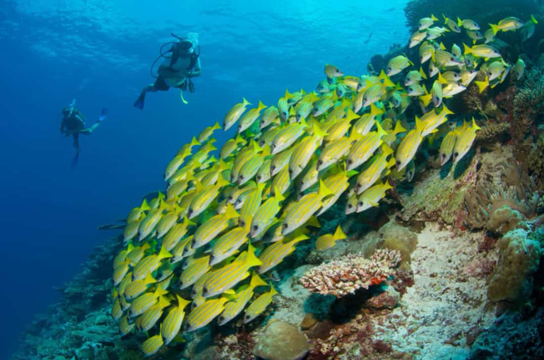 L’atoll de Laamu désigné Hope Spot par Mission Blue