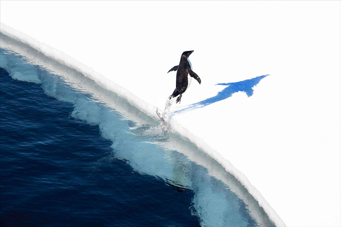 Un rassemblement écologique à Berlin pour la sensibilisation à la protection de la faune et la flore de l’Antarctique